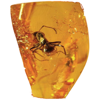 Do you know why Amber is called the Tears of the sea?